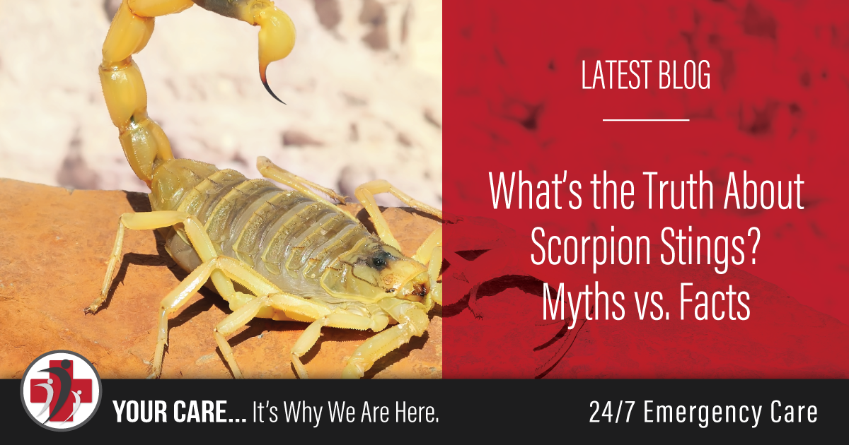 What’s the Truth About Scorpion Stings? Myths vs. Facts